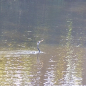 Anhinga novaehollandiae at Bega, NSW - 22 Apr 2020 10:23 AM