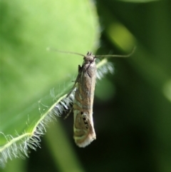 Glyphipterix anaclastis (A sedge moth) at Cook, ACT - 22 Apr 2020 by CathB