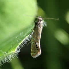 Glyphipterix anaclastis at Cook, ACT - 22 Apr 2020 12:47 PM