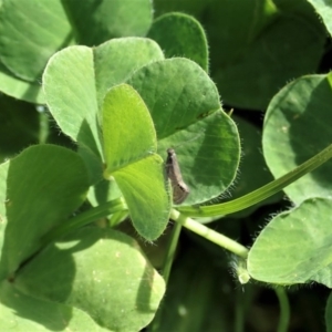 Glyphipterix anaclastis at Cook, ACT - 22 Apr 2020