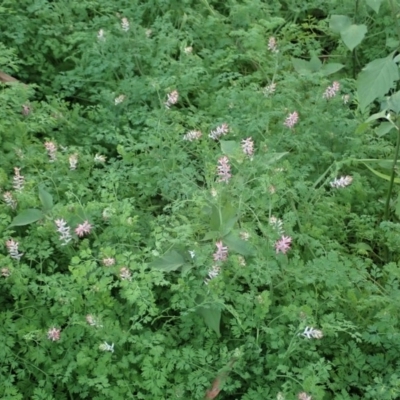 Fumaria sp. (Fumitory) at Cook, ACT - 21 Apr 2020 by CathB