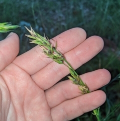 Bromus sp. (A Brome) at Higgins, ACT - 21 Apr 2020 by MattM