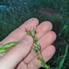 Bromus sp. at Higgins, ACT - 22 Apr 2020