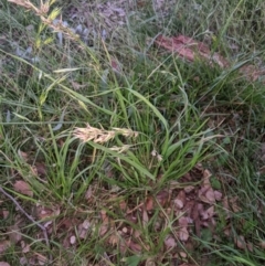 Bromus sp. at Higgins, ACT - 22 Apr 2020