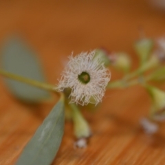 Eucalyptus melliodora at Wamboin, NSW - 30 Mar 2020