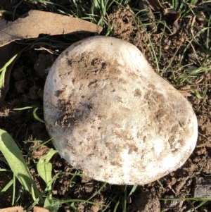 Amanita sp. at Garran, ACT - 18 Apr 2020