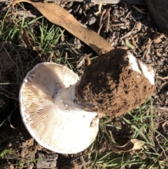 Amanita sp. at Garran, ACT - 18 Apr 2020