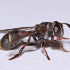 Paramixogaster sp. (genus) (A hover fly) at Evatt, ACT - 18 Nov 2015 by TimL