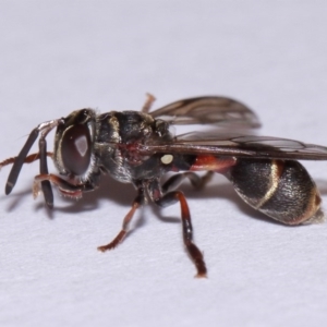 Paramixogaster sp. (genus) at Evatt, ACT - 18 Nov 2015