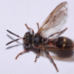 Paramixogaster sp. (genus) at Evatt, ACT - 18 Nov 2015