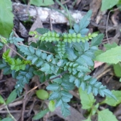 Pandorea pandorana (Wonga Wonga Vine) at Black Range, NSW - 22 Apr 2020 by MatthewHiggins