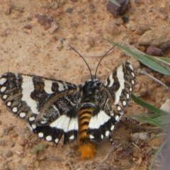 Apina callisto (Pasture Day Moth) at Campbell Park Woodland - 14 Apr 2020 by brunonia