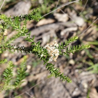 Ozothamnus diosmifolius (Rice Flower, White Dogwood, Sago Bush) at Black Range, NSW - 22 Apr 2020 by MatthewHiggins