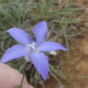 Wahlenbergia sp. at Mount Ainslie - 14 Apr 2020 01:46 PM