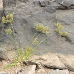 Cyperus eragrostis (Umbrella Sedge) at Bullen Range - 15 Jan 2020 by michaelb