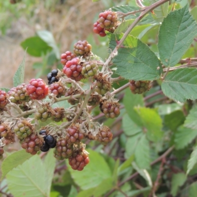 Rubus anglocandicans (Blackberry) at Bullen Range - 15 Jan 2020 by michaelb