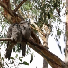 Podargus strigoides (Tawny Frogmouth) at Cook, ACT - 12 Apr 2020 by Lisa.Jok