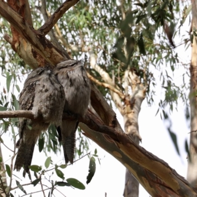 Podargus strigoides (Tawny Frogmouth) at Cook, ACT - 12 Apr 2020 by Lisa.Jok