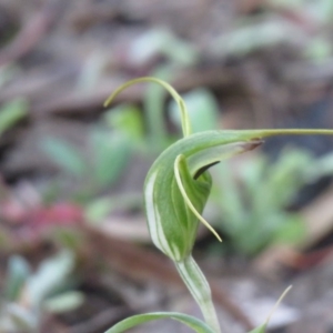 Diplodium laxum at Fadden, ACT - suppressed