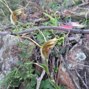 Diplodium laxum at Fadden, ACT - suppressed