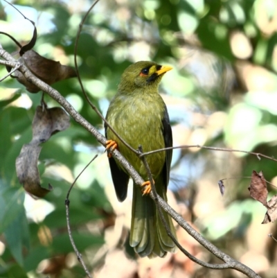 Manorina melanophrys (Bell Miner) at Bowral - 22 Apr 2020 by Snowflake