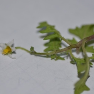 Solanum triflorum at Wamboin, NSW - 30 Mar 2020 09:18 PM