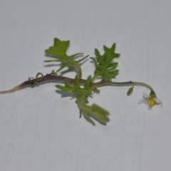 Solanum triflorum at Wamboin, NSW - 30 Mar 2020 09:18 PM