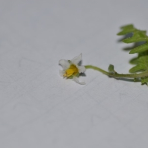 Solanum triflorum at Wamboin, NSW - 30 Mar 2020 09:18 PM