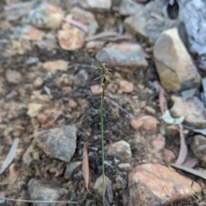 Corunastylis clivicola at Acton, ACT - 21 Apr 2020