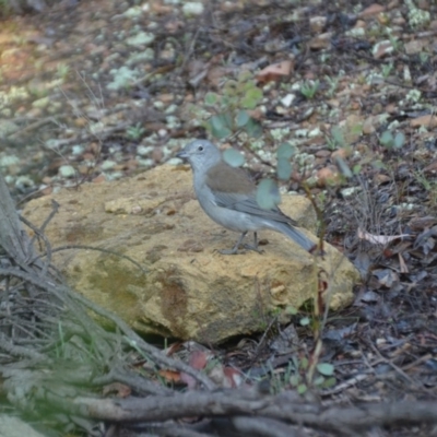 Colluricincla harmonica (Grey Shrikethrush) at Wamboin, NSW - 31 Mar 2020 by natureguy