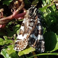 Apina callisto (Pasture Day Moth) at Belconnen, ACT - 23 Apr 2020 by trevorpreston