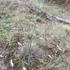 Lomandra (genus) (A Matrush) at Lower Boro, NSW - 19 Mar 2017 by mcleana