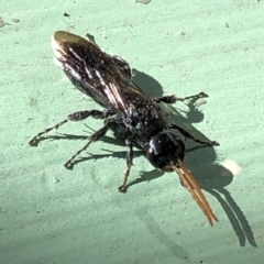 Anthoboscinae sp. (subfamily) (Flower wasp) at Aranda, ACT - 23 Apr 2020 by Jubeyjubes