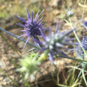 Eryngium ovinum at Boro, NSW - 4 Jan 2017