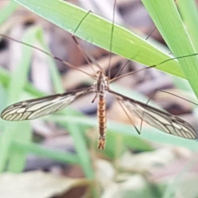 Ptilogyna sp. (genus) (A crane fly) at Belconnen, ACT - 23 Apr 2020 by tpreston
