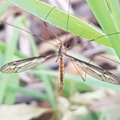 Ptilogyna sp. (genus) (A crane fly) at Belconnen, ACT - 23 Apr 2020 by trevorpreston