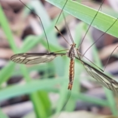 Ptilogyna sp. (genus) at Belconnen, ACT - 23 Apr 2020