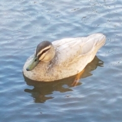 Anas platyrhynchos x superciliosa (Pacific Black Duck X Mallard (Hybrid)) at Belconnen, ACT - 23 Apr 2020 by tpreston