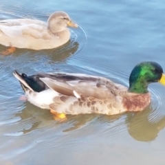 Anas platyrhynchos (Mallard (Domestic Type)) at Belconnen, ACT - 23 Apr 2020 by tpreston