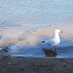 Chroicocephalus novaehollandiae at Belconnen, ACT - 23 Apr 2020