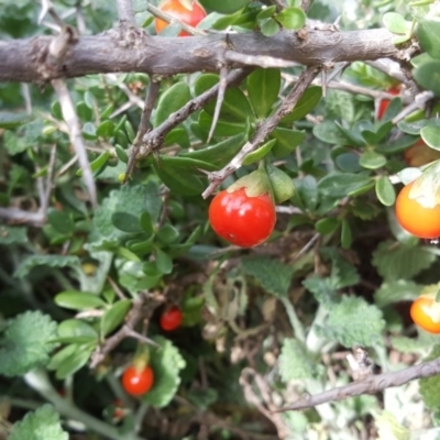 Lycium ferocissimum (African Boxthorn) at Isaacs Ridge - 22 Apr 2020 by Mike