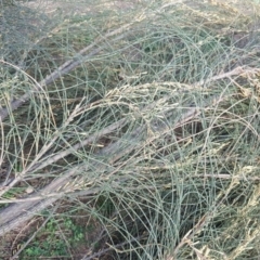 Allocasuarina verticillata (Drooping Sheoak) at Isaacs, ACT - 23 Apr 2020 by Mike