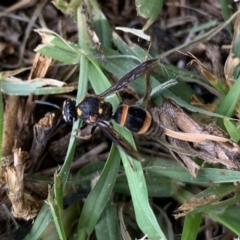 Eumeninae (subfamily) (Unidentified Potter wasp) at Black Range, NSW - 23 Apr 2020 by StephH