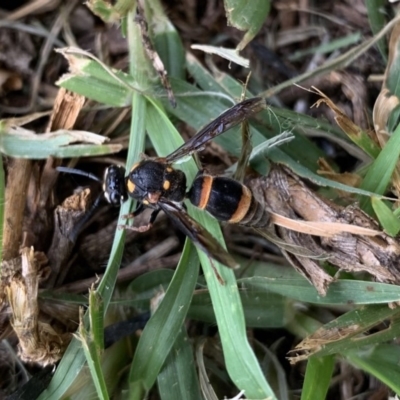 Eumeninae (subfamily) (Unidentified Potter wasp) at Black Range, NSW - 23 Apr 2020 by StephH