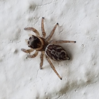 Maratus griseus (Jumping spider) at Holt, ACT - 23 Apr 2020 by tpreston
