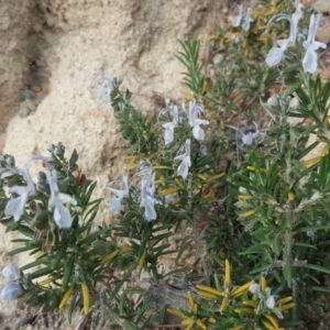 Rosmarinus officinalis at Isaacs, ACT - 23 Apr 2020