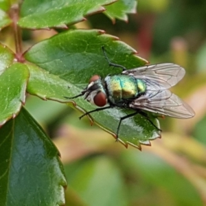 Lucilia sp. (genus) at Holt, ACT - 23 Apr 2020