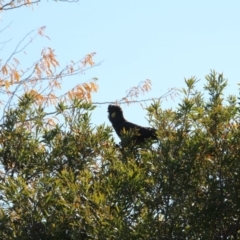 Zanda funerea (Yellow-tailed Black-Cockatoo) at Hackett, ACT - 22 Apr 2020 by petersan