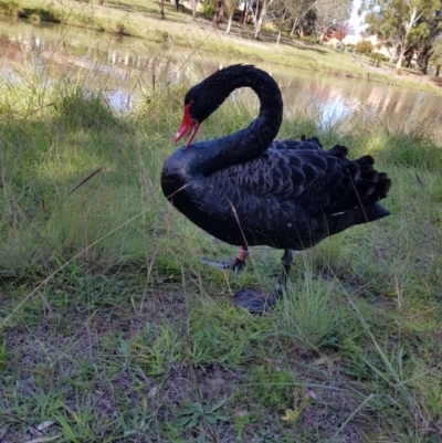 Cygnus atratus (Black Swan) at Greenway, ACT - 21 Apr 2020 by MatthewFrawley