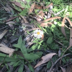 Brachyscome mittagongensis at Bundanoon, NSW - 23 Apr 2020 by Emma.D